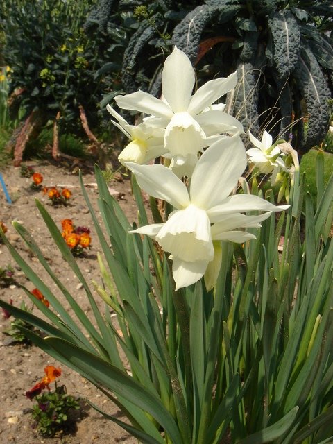 Narcissus triandrus 'Thalia'